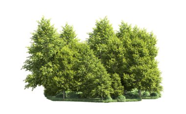 Orman ağaçları arka planda maskeyle izole edilmiş. 3d görüntüleme - illüstrasyon