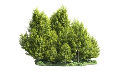 Orman ağaçları arka planda maskeyle izole edilmiş. 3d görüntüleme - illüstrasyon