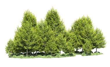 Orman ağaçları arka planda maskeyle izole edilmiş. 3d görüntüleme - illüstrasyon