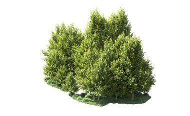 Orman ağaçları arka planda maskeyle izole edilmiş. 3d görüntüleme - illüstrasyon