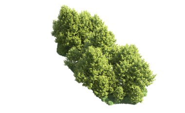 Orman ağaçları arka planda maskeyle izole edilmiş. 3d görüntüleme - illüstrasyon