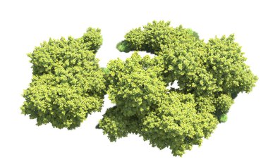 Orman ağaçları arka planda maskeyle izole edilmiş. 3d görüntüleme - illüstrasyon