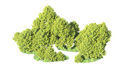 Orman ağaçları arka planda maskeyle izole edilmiş. 3d görüntüleme - illüstrasyon
