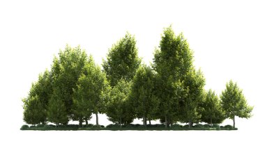 Orman ağaçları arka planda maskeyle izole edilmiş. 3d görüntüleme - illüstrasyon