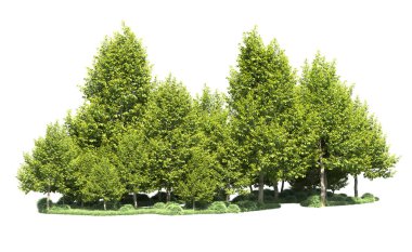 Orman ağaçları arka planda maskeyle izole edilmiş. 3d görüntüleme - illüstrasyon