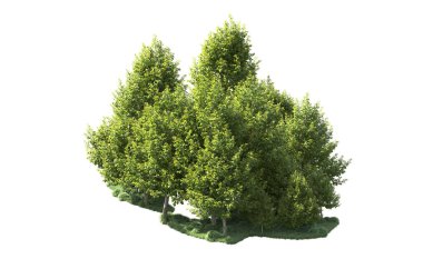 Orman ağaçları arka planda maskeyle izole edilmiş. 3d görüntüleme - illüstrasyon