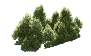 Orman ağaçları arka planda maskeyle izole edilmiş. 3d görüntüleme - illüstrasyon