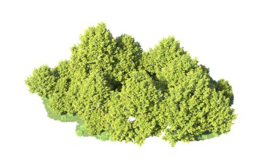 Orman ağaçları arka planda maskeyle izole edilmiş. 3d görüntüleme - illüstrasyon