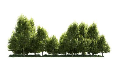 Orman ağaçları arka planda maskeyle izole edilmiş. 3d görüntüleme - illüstrasyon