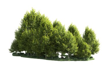 Orman ağaçları arka planda maskeyle izole edilmiş. 3d görüntüleme - illüstrasyon