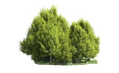 Orman ağaçları arka planda maskeyle izole edilmiş. 3d görüntüleme - illüstrasyon