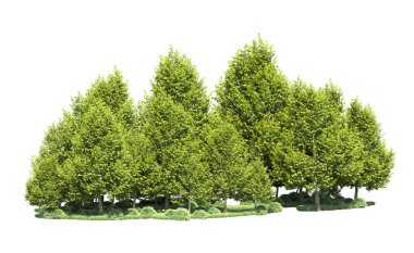 Orman ağaçları arka planda maskeyle izole edilmiş. 3d görüntüleme - illüstrasyon