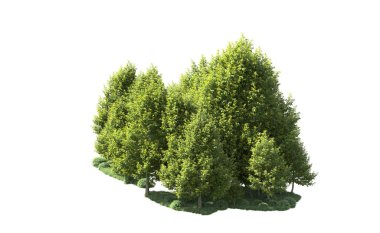 Orman ağaçları arka planda maskeyle izole edilmiş. 3d görüntüleme - illüstrasyon