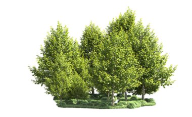 Orman ağaçları arka planda maskeyle izole edilmiş. 3d görüntüleme - illüstrasyon