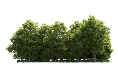 Orman ağaçları arka planda maskeyle izole edilmiş. 3d görüntüleme - illüstrasyon