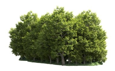 Orman ağaçları arka planda maskeyle izole edilmiş. 3d görüntüleme - illüstrasyon