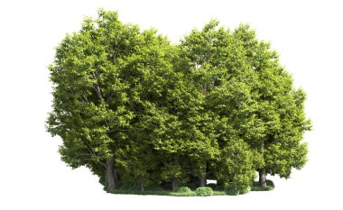 Orman ağaçları arka planda maskeyle izole edilmiş. 3d görüntüleme - illüstrasyon