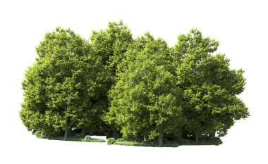 Orman ağaçları arka planda maskeyle izole edilmiş. 3d görüntüleme - illüstrasyon