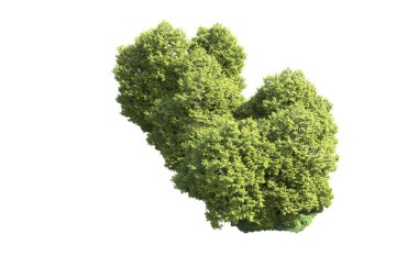 Orman ağaçları arka planda maskeyle izole edilmiş. 3d görüntüleme - illüstrasyon