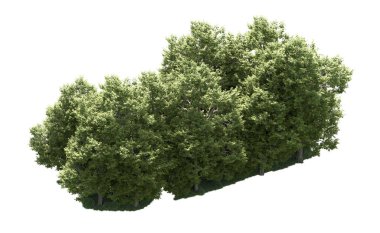 Orman ağaçları arka planda maskeyle izole edilmiş. 3d görüntüleme - illüstrasyon