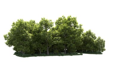 Orman ağaçları arka planda maskeyle izole edilmiş. 3d görüntüleme - illüstrasyon
