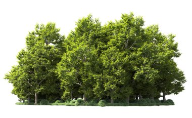 Orman ağaçları arka planda maskeyle izole edilmiş. 3d görüntüleme - illüstrasyon