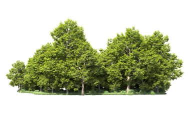 Orman ağaçları arka planda maskeyle izole edilmiş. 3d görüntüleme - illüstrasyon