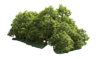Orman ağaçları arka planda maskeyle izole edilmiş. 3d görüntüleme - illüstrasyon