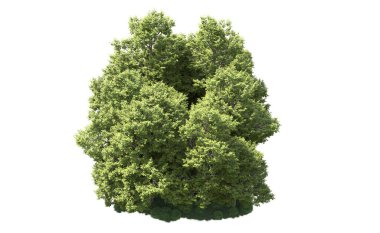 Orman ağaçları arka planda maskeyle izole edilmiş. 3d görüntüleme - illüstrasyon