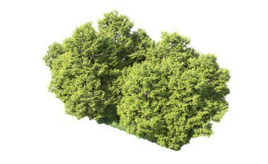 Orman ağaçları arka planda maskeyle izole edilmiş. 3d görüntüleme - illüstrasyon