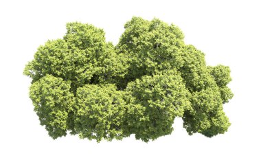 Orman ağaçları arka planda maskeyle izole edilmiş. 3d görüntüleme - illüstrasyon