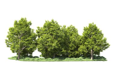 Orman ağaçları arka planda maskeyle izole edilmiş. 3d görüntüleme - illüstrasyon