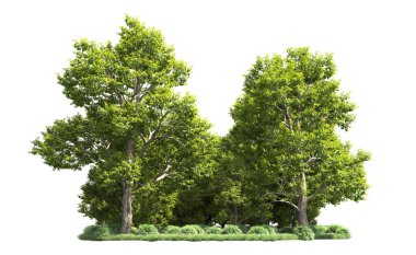 Orman ağaçları arka planda maskeyle izole edilmiş. 3d görüntüleme - illüstrasyon