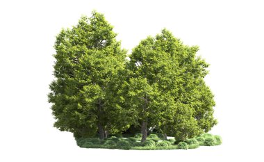 Orman ağaçları arka planda maskeyle izole edilmiş. 3d görüntüleme - illüstrasyon