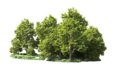 Orman ağaçları arka planda maskeyle izole edilmiş. 3d görüntüleme - illüstrasyon