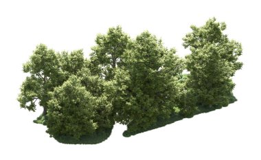 Orman ağaçları arka planda maskeyle izole edilmiş. 3d görüntüleme - illüstrasyon