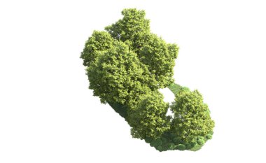 Orman ağaçları arka planda maskeyle izole edilmiş. 3d görüntüleme - illüstrasyon