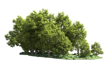 Orman ağaçları arka planda maskeyle izole edilmiş. 3d görüntüleme - illüstrasyon