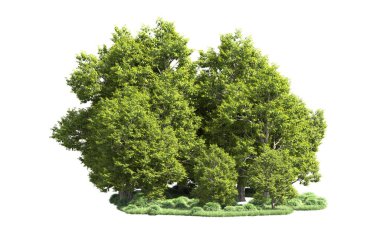 Orman ağaçları arka planda maskeyle izole edilmiş. 3d görüntüleme - illüstrasyon