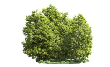 Orman ağaçları arka planda maskeyle izole edilmiş. 3d görüntüleme - illüstrasyon