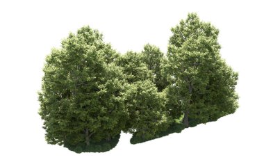 Orman ağaçları arka planda maskeyle izole edilmiş. 3d görüntüleme - illüstrasyon