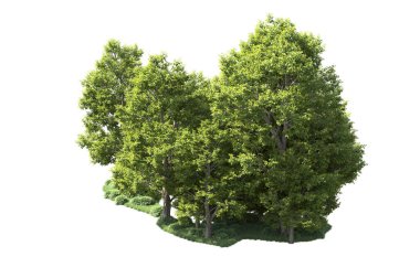 Orman ağaçları arka planda maskeyle izole edilmiş. 3d görüntüleme - illüstrasyon