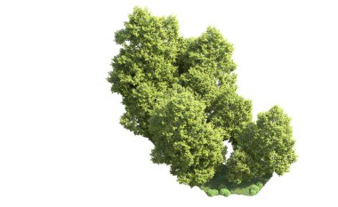 Orman ağaçları arka planda maskeyle izole edilmiş. 3d görüntüleme - illüstrasyon