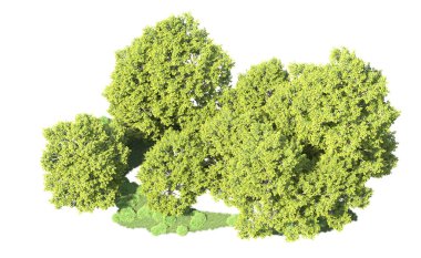 Orman ağaçları arka planda maskeyle izole edilmiş. 3d görüntüleme - illüstrasyon