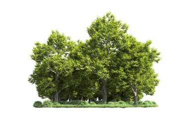 Orman ağaçları arka planda maskeyle izole edilmiş. 3d görüntüleme - illüstrasyon