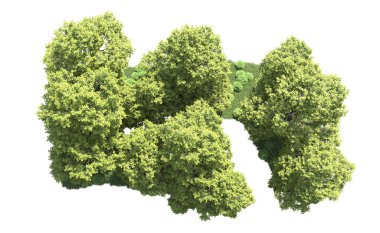 Orman ağaçları arka planda maskeyle izole edilmiş. 3d görüntüleme - illüstrasyon