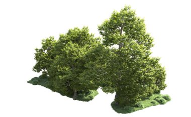 Orman ağaçları arka planda maskeyle izole edilmiş. 3d görüntüleme - illüstrasyon