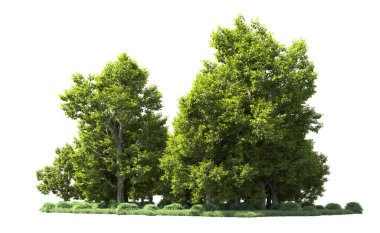 Orman ağaçları arka planda maskeyle izole edilmiş. 3d görüntüleme - illüstrasyon