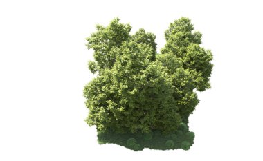 Orman ağaçları arka planda maskeyle izole edilmiş. 3d görüntüleme - illüstrasyon