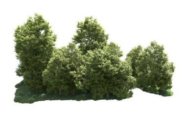 Orman ağaçları arka planda maskeyle izole edilmiş. 3d görüntüleme - illüstrasyon